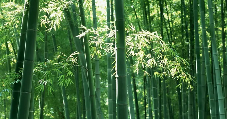 বাঁশ গাছ